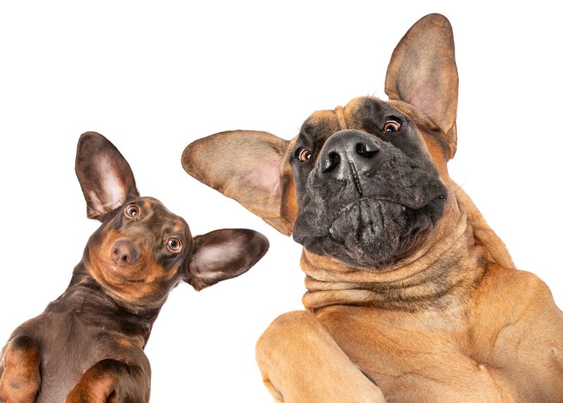 dog bite prevention