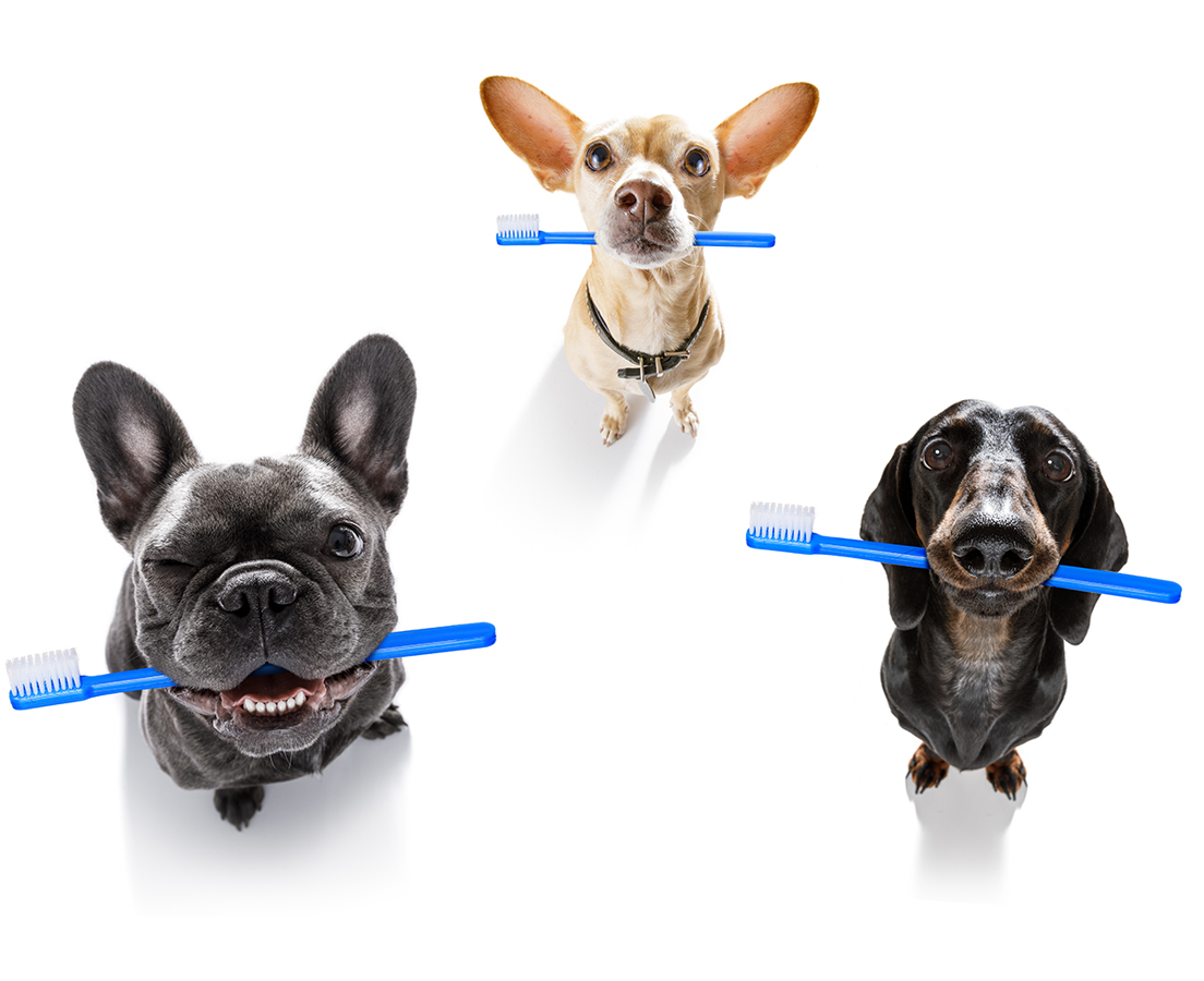 dental health in dogs copy Dog Dental Health