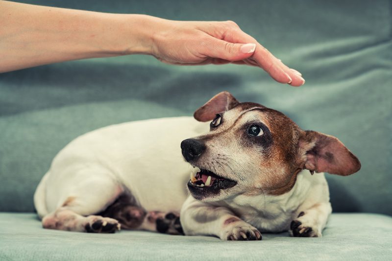 Dog bite prevention