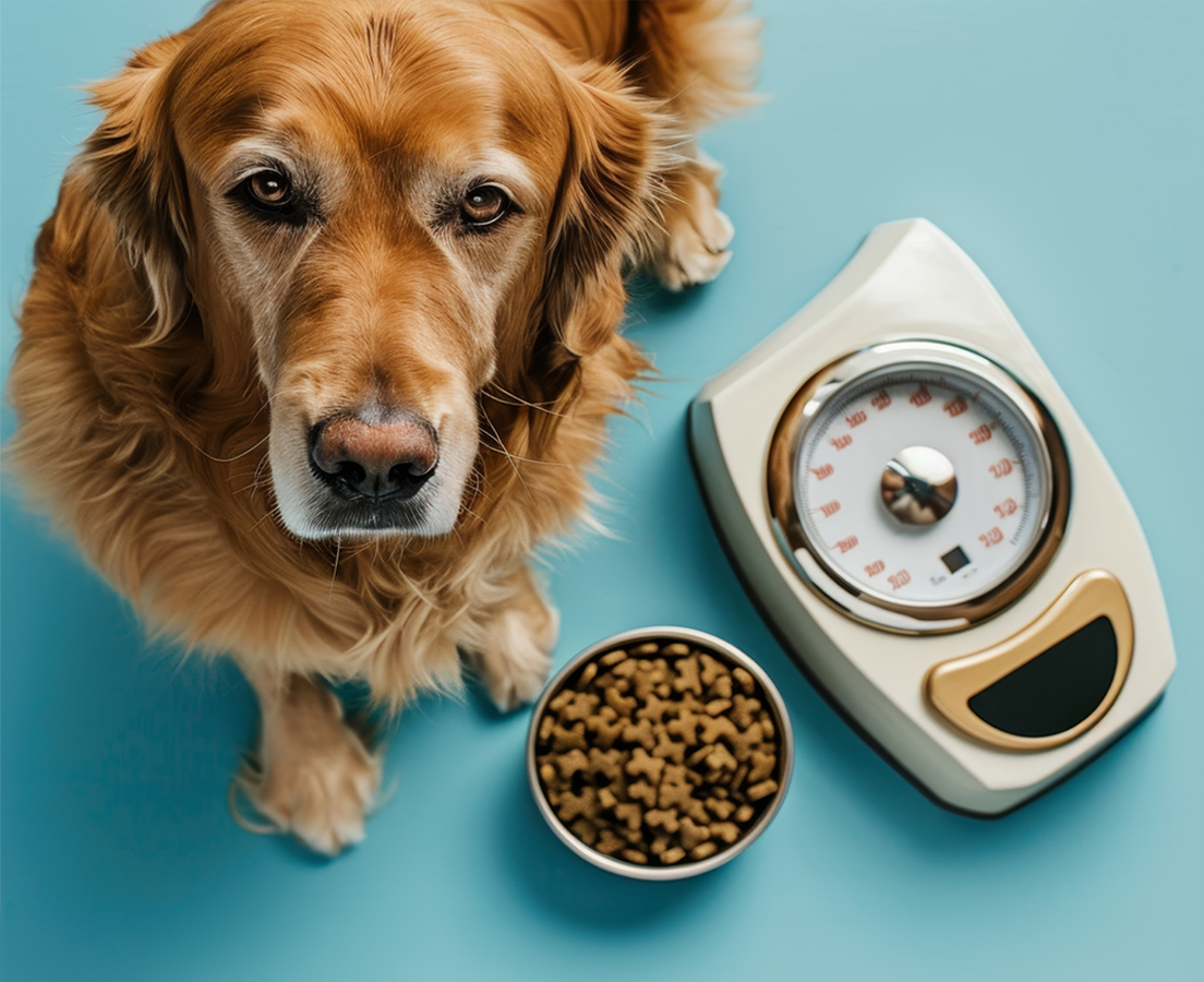 dog weight management Pet weight management