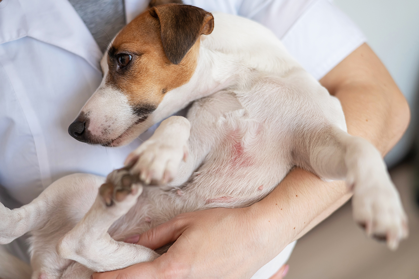 Veterinarian holding a jack russell terrier dog with dermatitis. pet dermatology