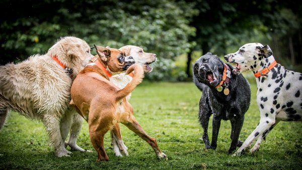 Dog Play Date