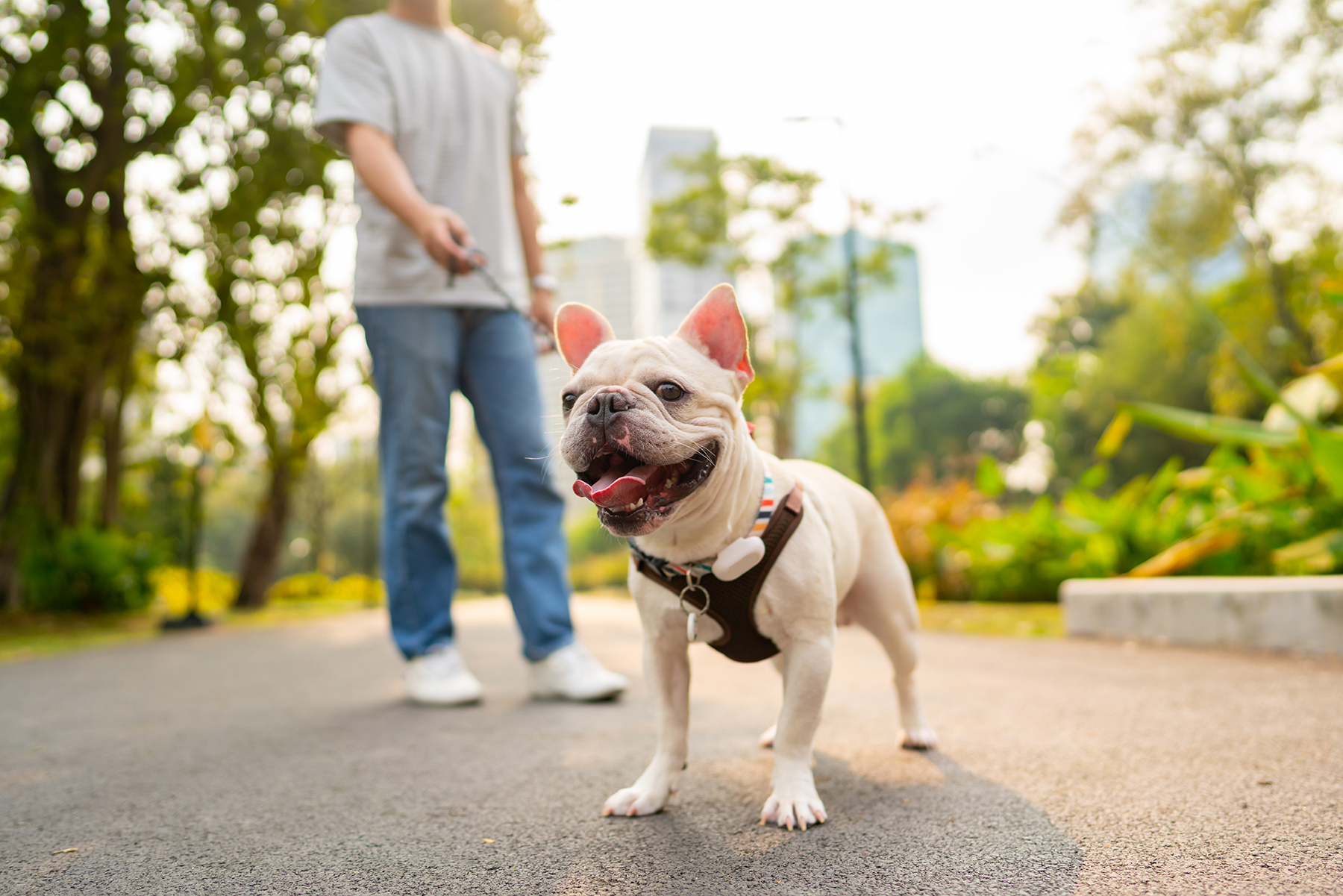 French bulldog breed walking at pets friendly dog park with his Summer Care for Your Pets