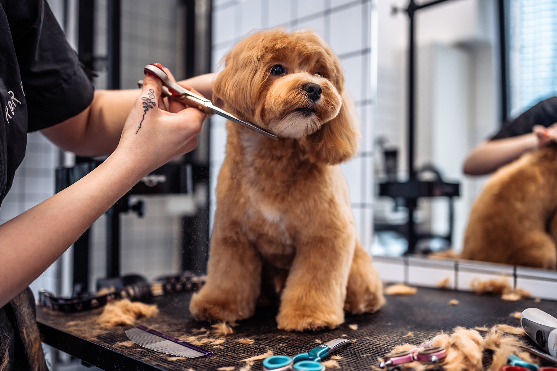 Haircut of a Maltipoo dog from a grooming salon. Summer Care for Your Pets