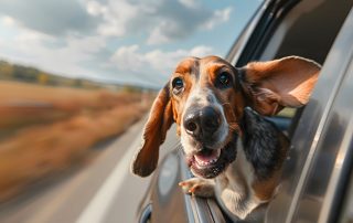 Basset Hound