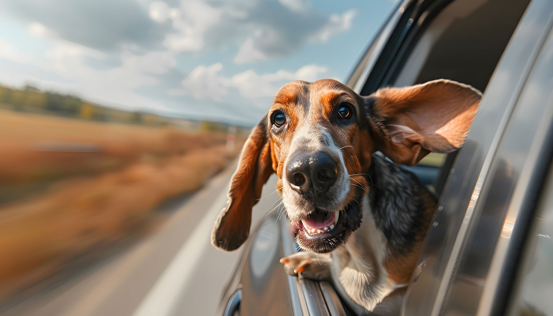 Basset Hound