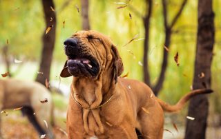 Fall allergies in dogs