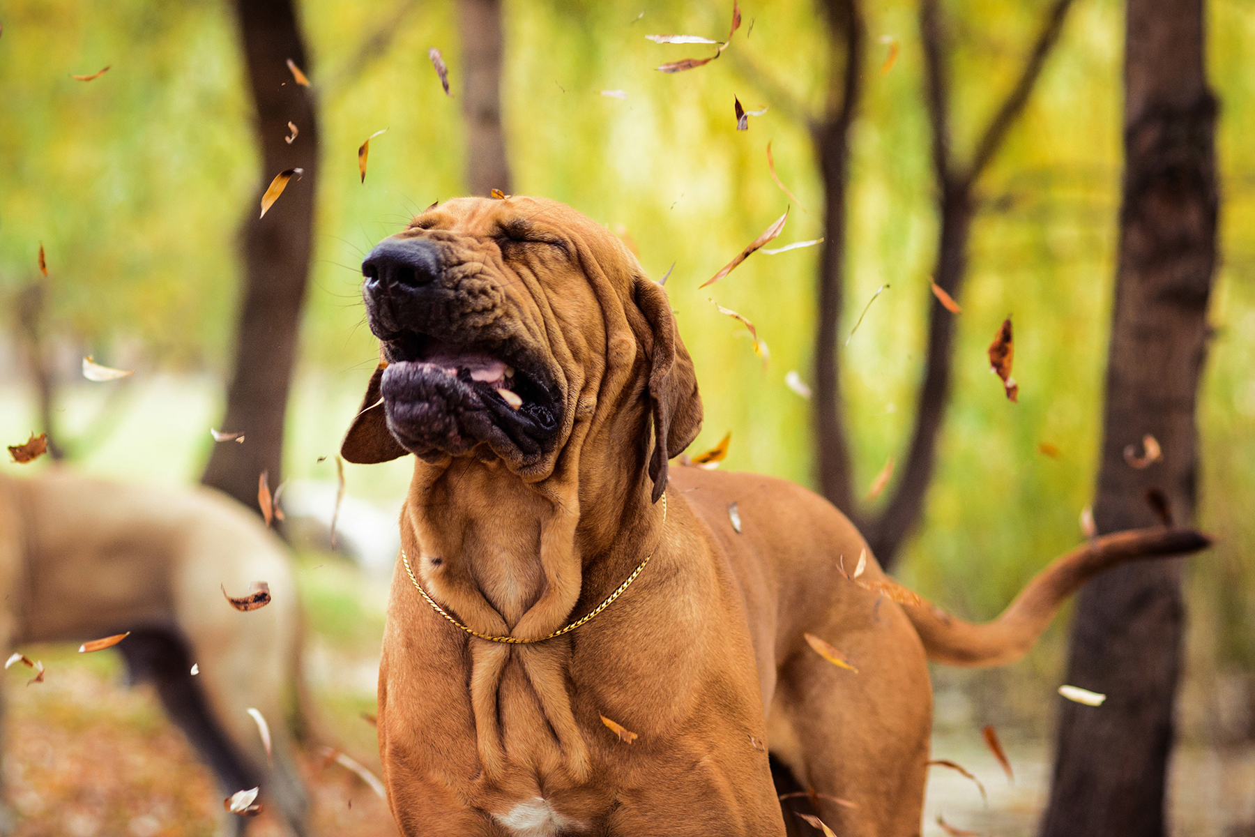 Hound sneezing in the fall Fall allergies in dogs