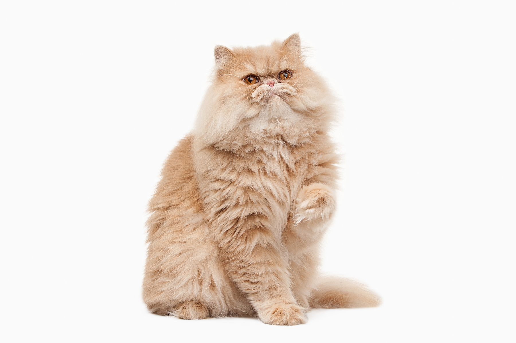 Cat. Red persian cat on white background