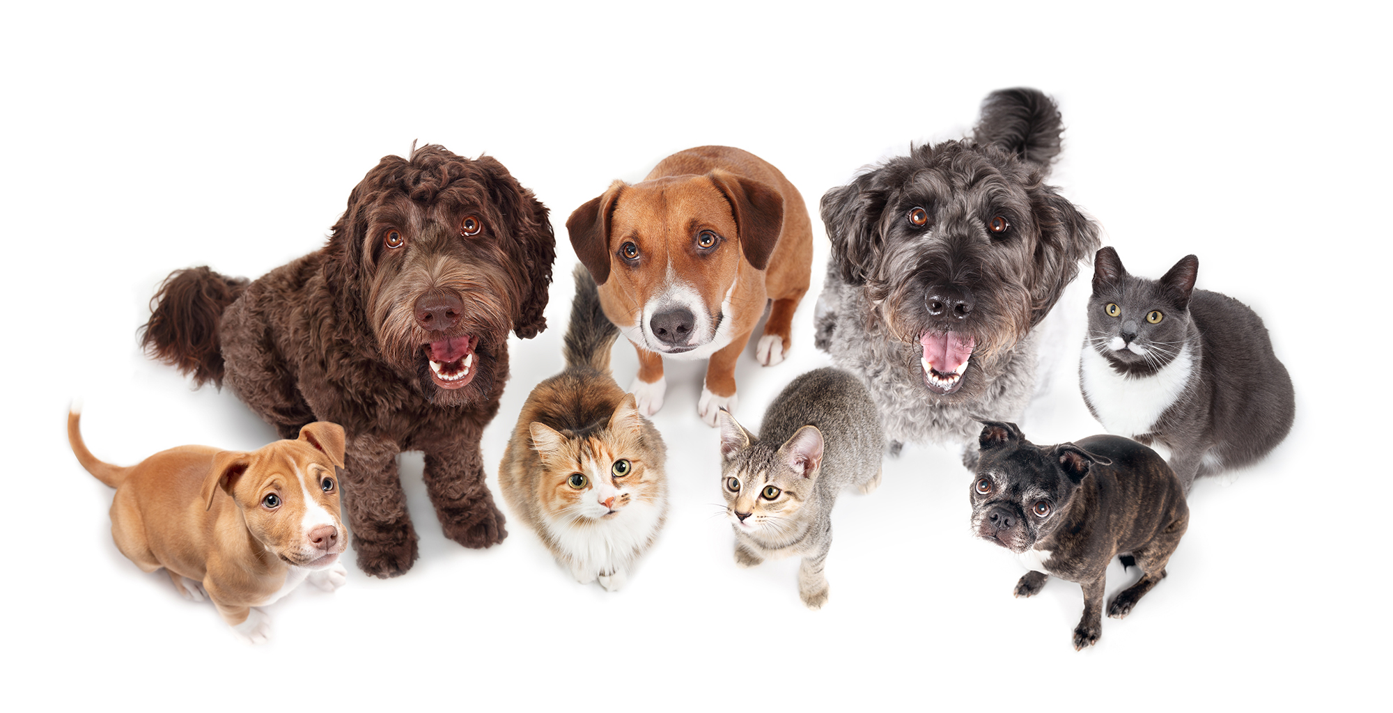 Isolated group of dogs and cats looking up. Funny high angle vi pet wellness