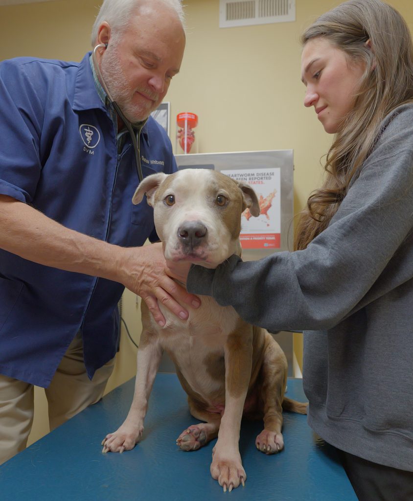Whitworth exam pretty boy in-house veterinary laboratory - Madison, AL