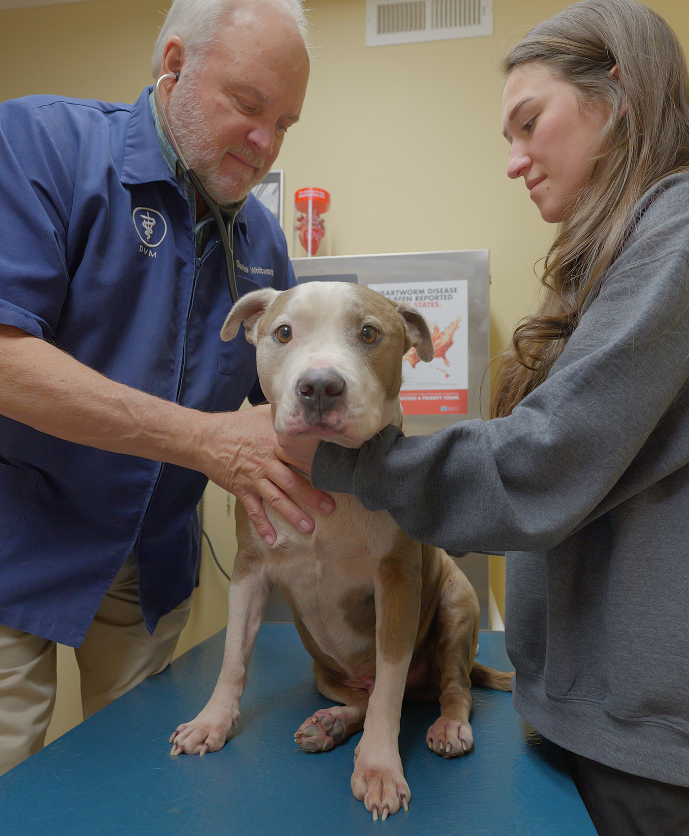 Dr. Whitworth examming a dog