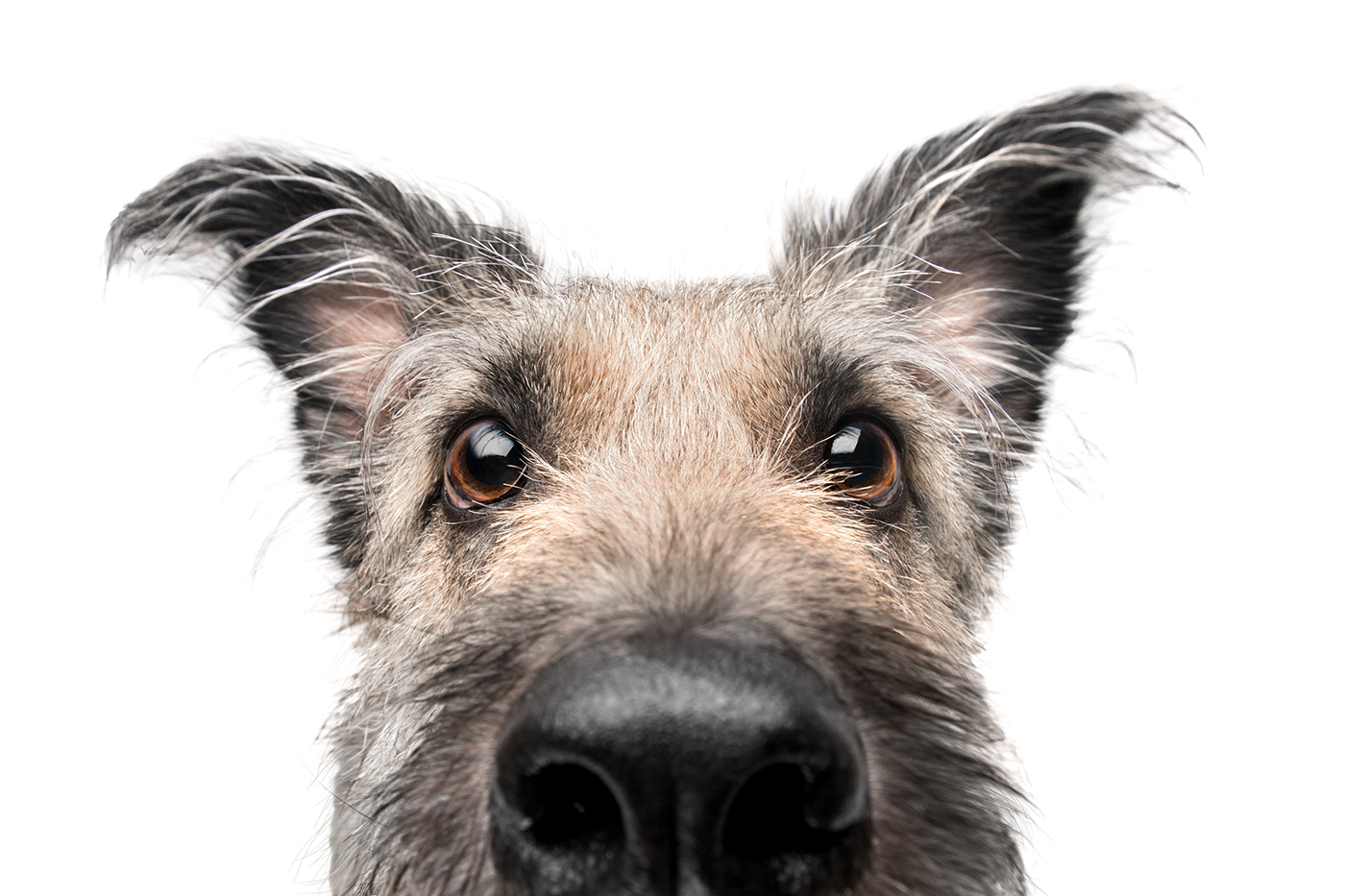 Cute funny dog peeking. dog at the vet