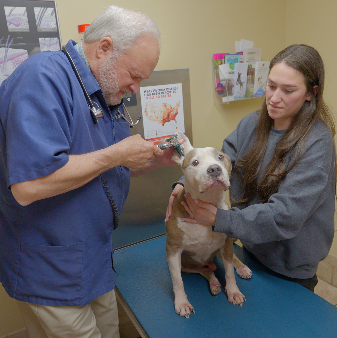Welness Exam for dogs Dog veterinary exam