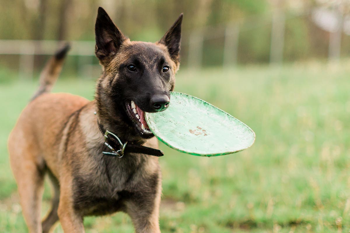 One Male Belgian Malinois playing in grassy park Belgian Malinois playing frisbee