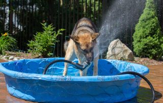Dog cooling off in a baby pool