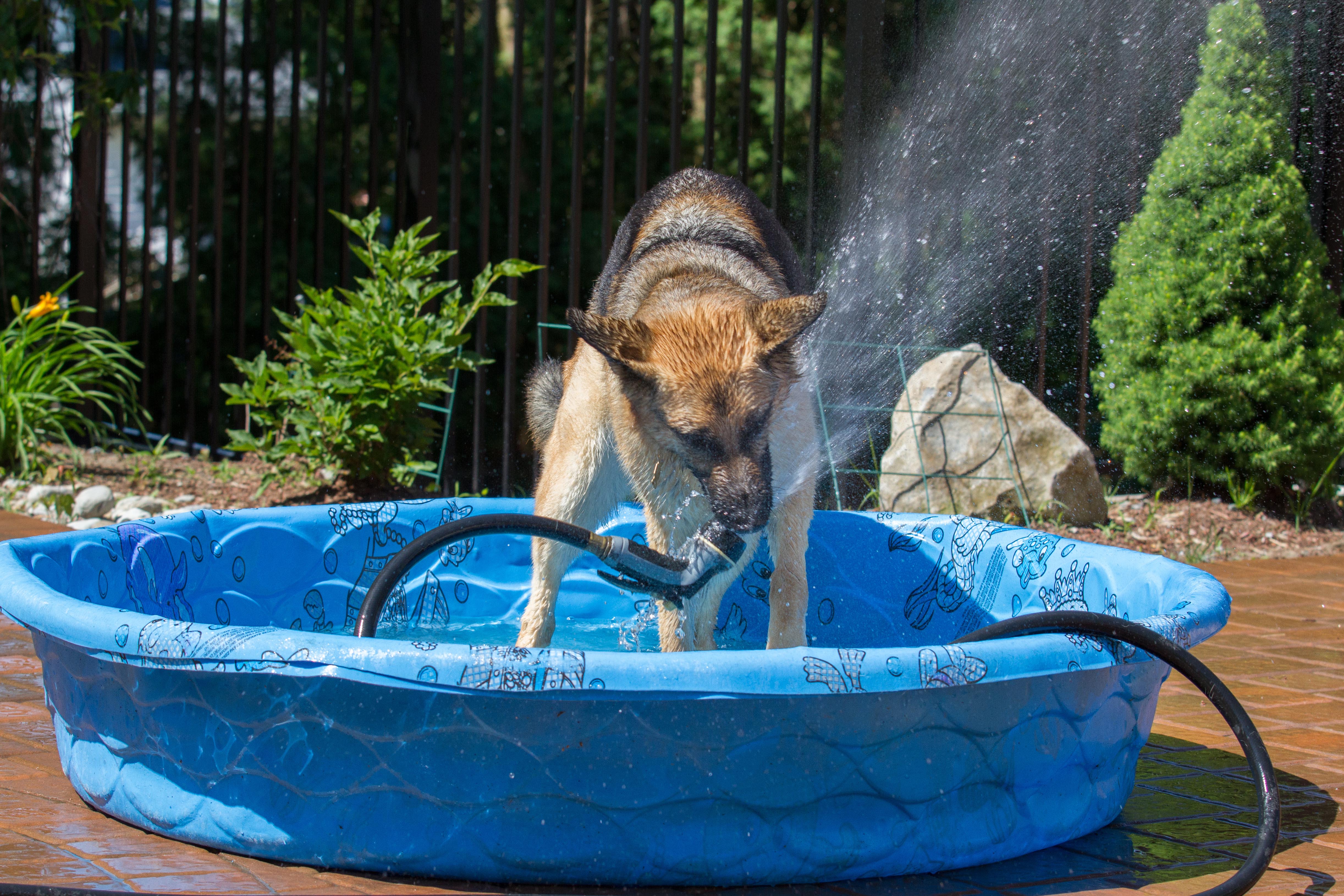 Dog cooling off in a baby pool