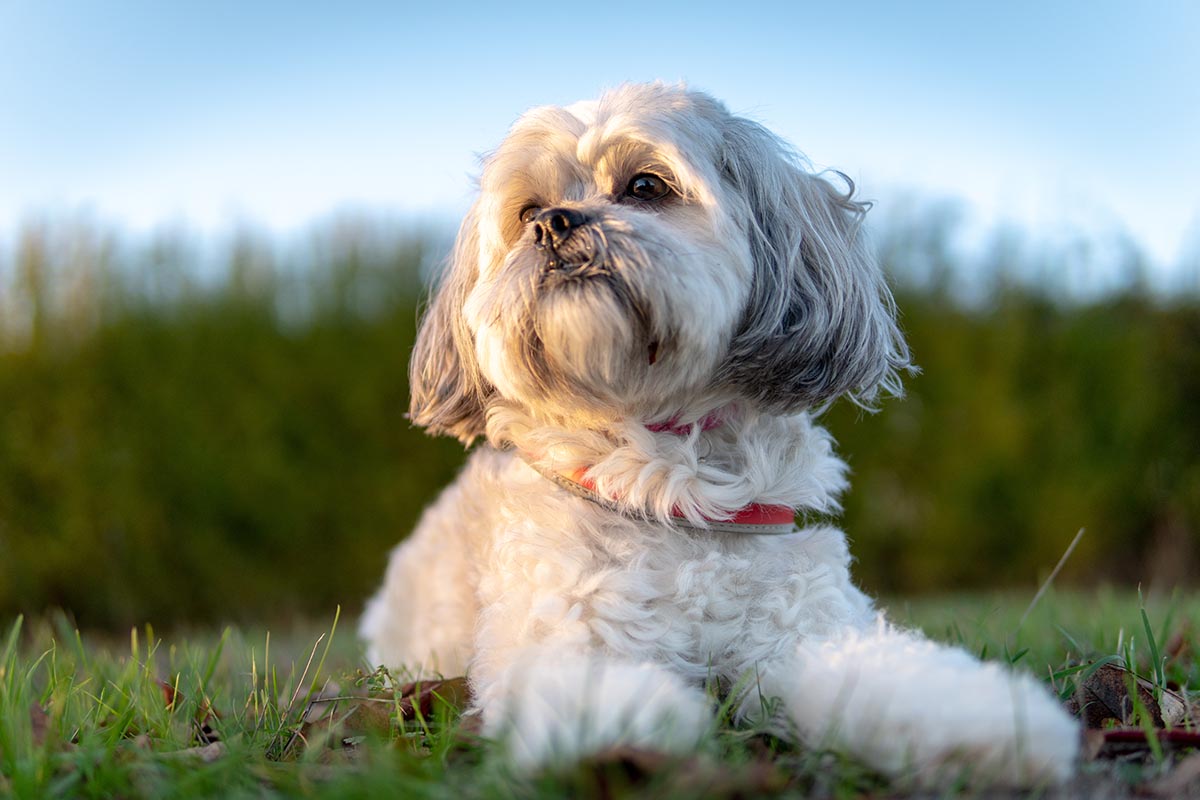 Portrait of Shih Tzu Shih Tzus low energy dog