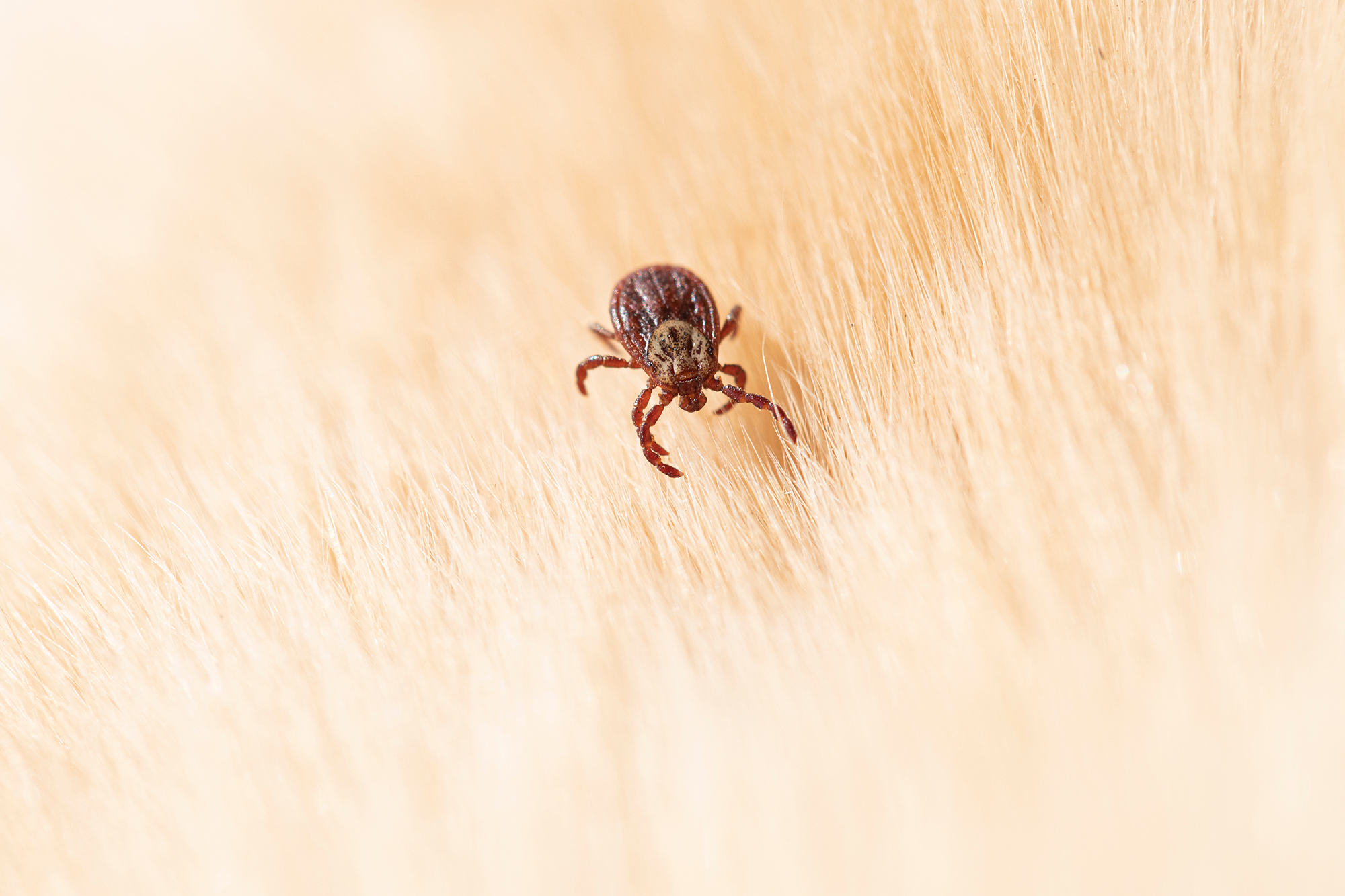 ornate dog tick, meadow tick or marsh tick hiding in dog fur
