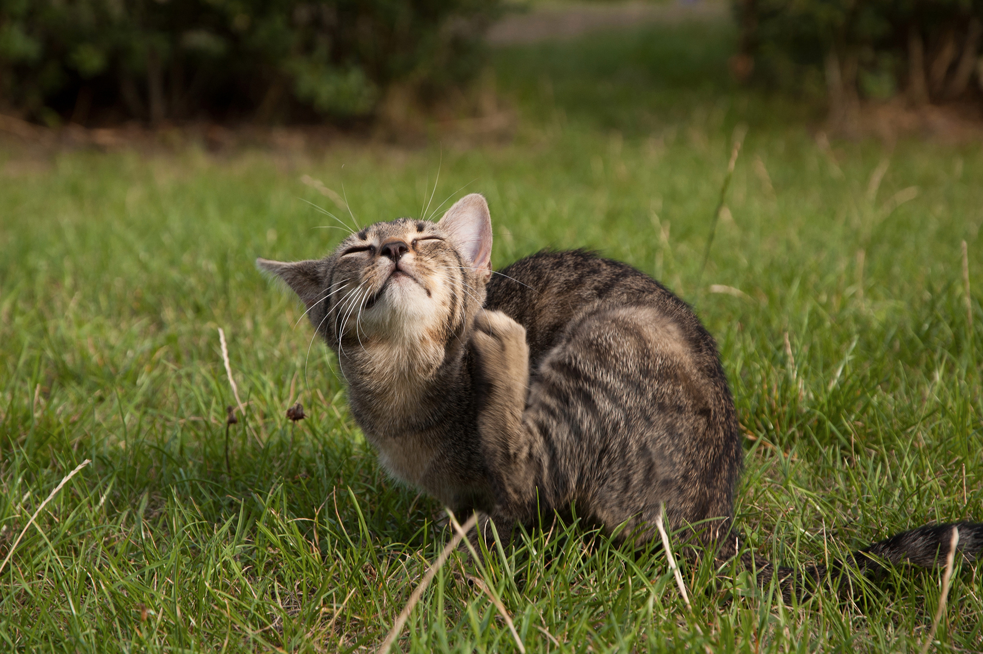 tabby kitten lying on the lawn, scratching fleas cat with fleas
