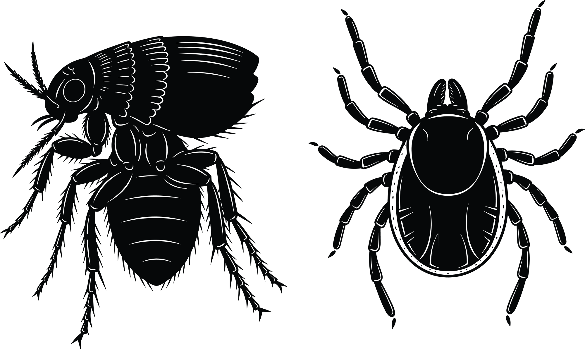 flea and tick illustration flea and tick illustration