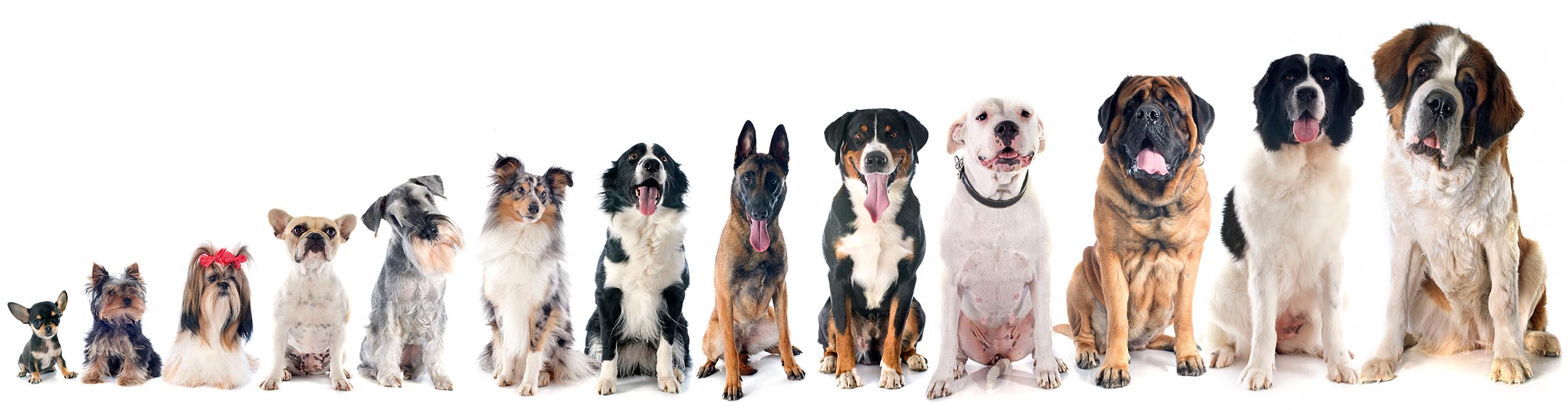 group of dogs Exercise for dogs