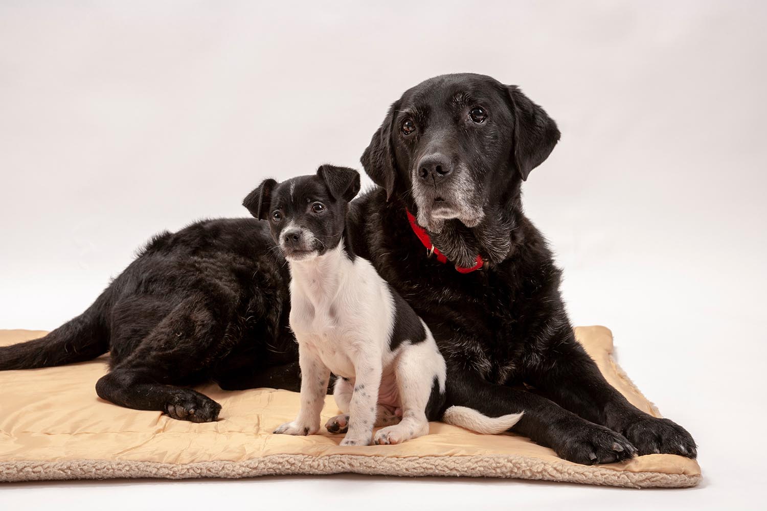 An elderly black labrador bitch and her new 3 month old Jack Rus Puppies and Senior Dogs Need Special Consideration