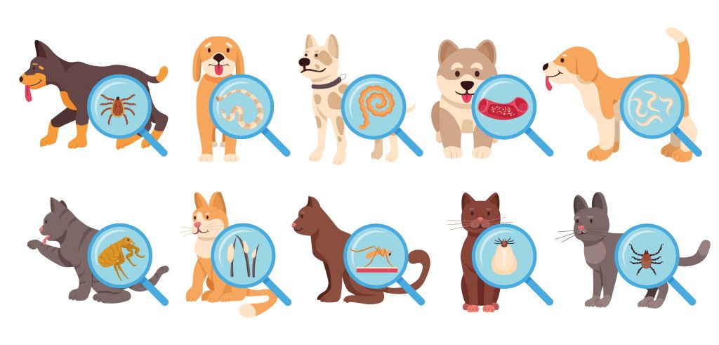 parasites in dogs and cats