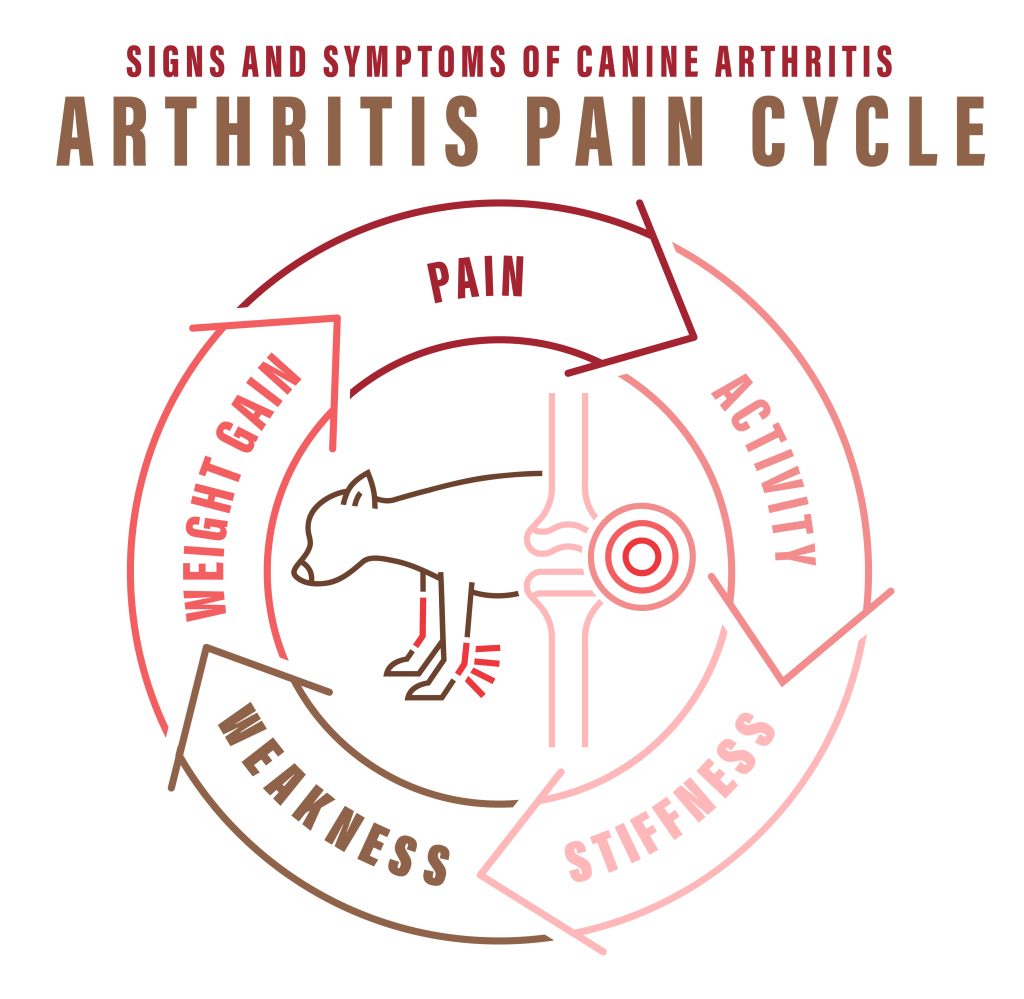 Arthritis, osteoarthritis in dogs. Common disease. Veterinarian infographics.