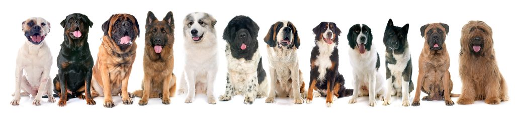 Bigger dogs more prone to CCL injury