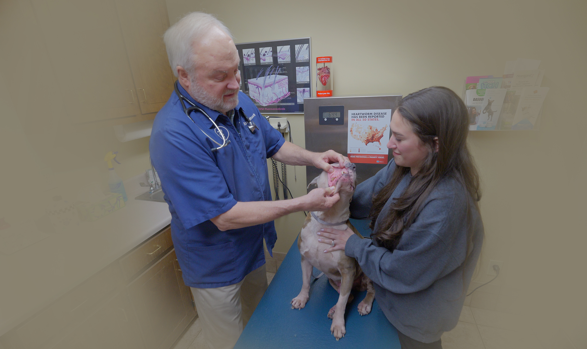Veterinarian Dentistry