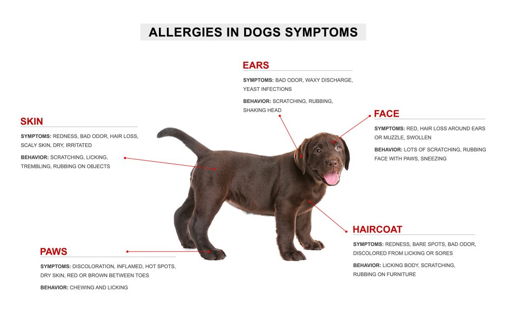 Cute dog and list of allergies symptoms on white background pet allergy symptoms