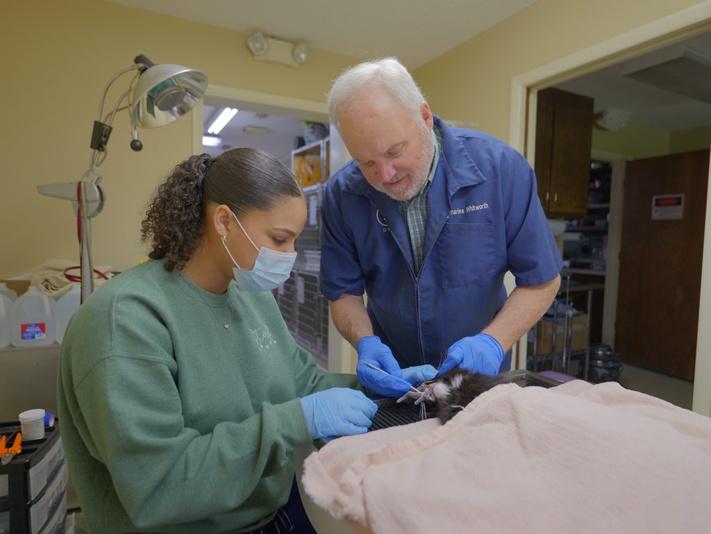 Dr W surgery reduced size Cat declawing surgery