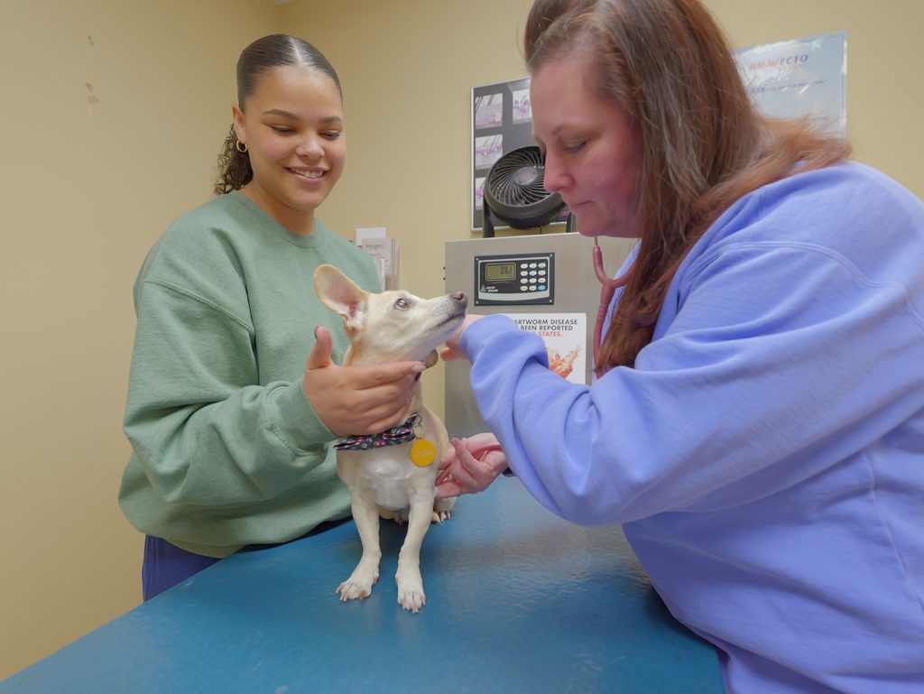 Dr. Brooke Rice examing a dog