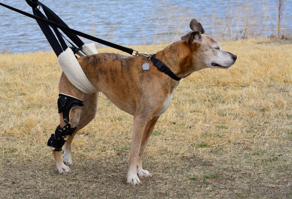 dog CCL knee injury