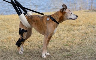 dog CCL knee injury