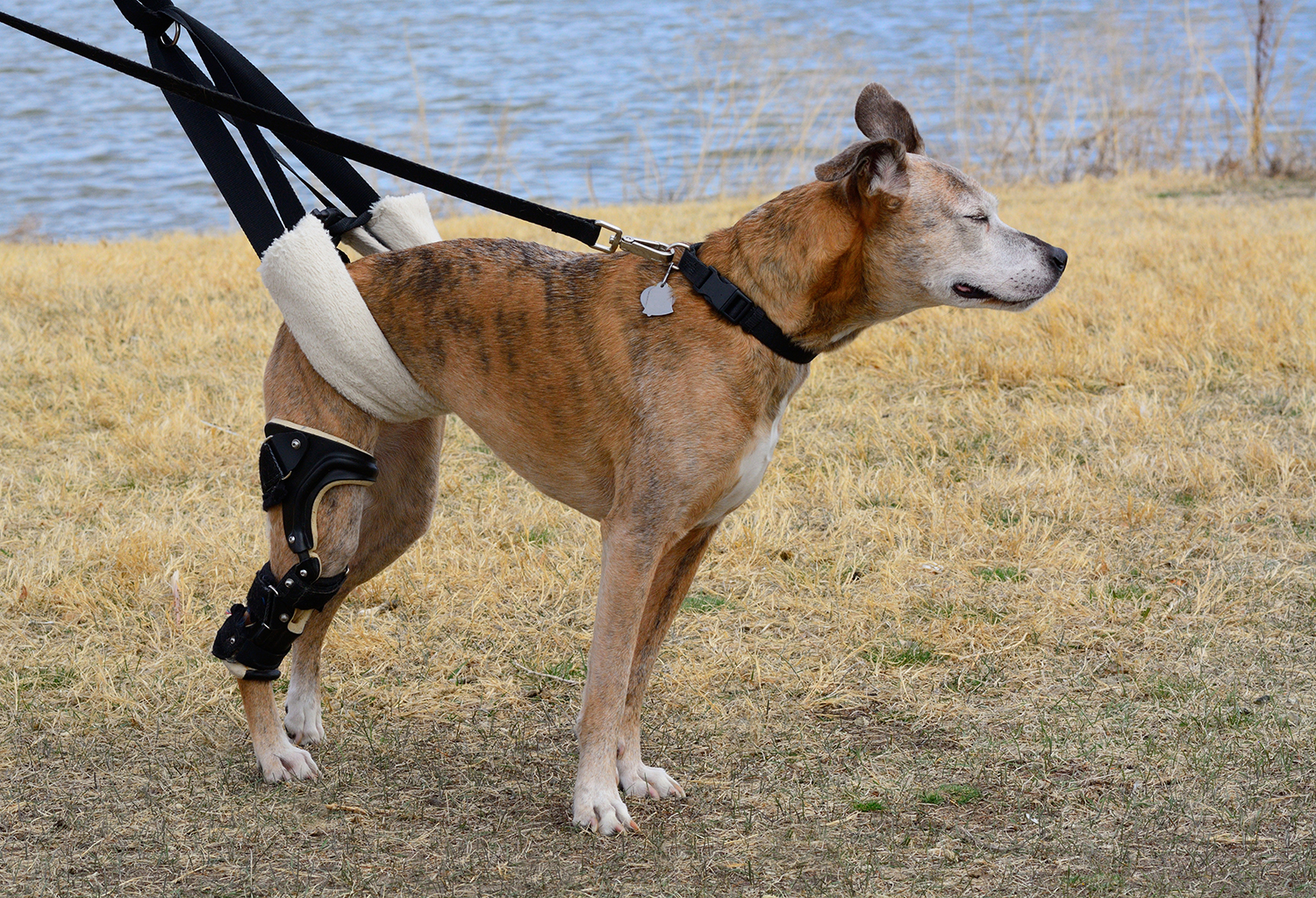 dog CCL knee injury
