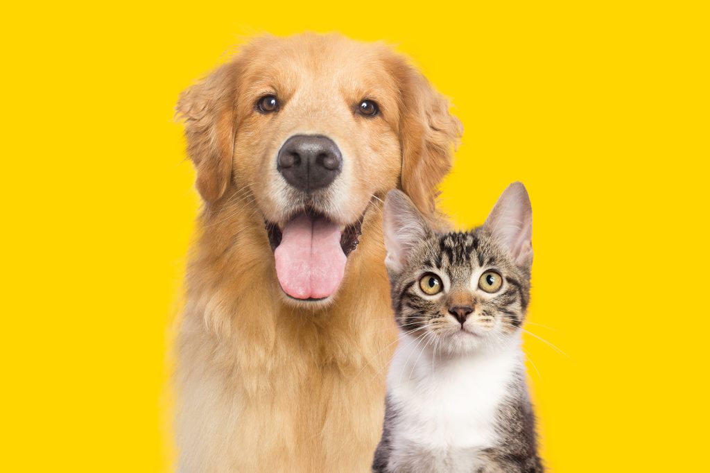 cute kitty cat and golden retriever dog together doog and cat eye health