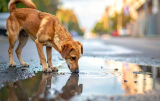 Leptpspirosis bacterial dog disease