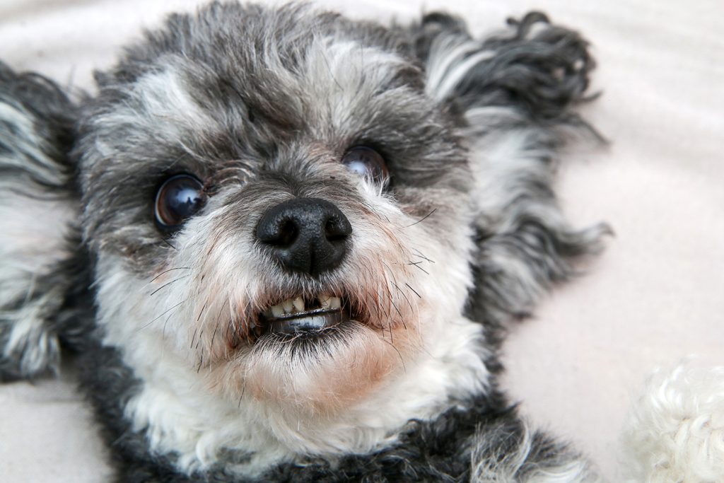 A cute crossbreed dog, shi tzu and poodle, in detail. Lying on i dog enntistry missing a tooth