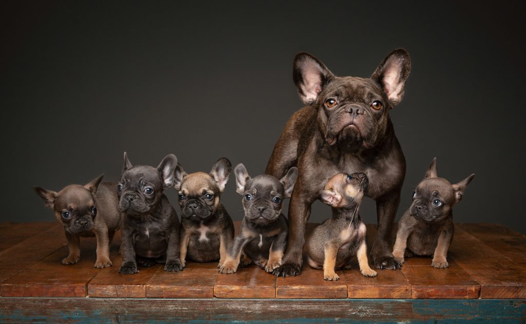 Litter of French Bulldog puppies with mom French bull dog with puppies