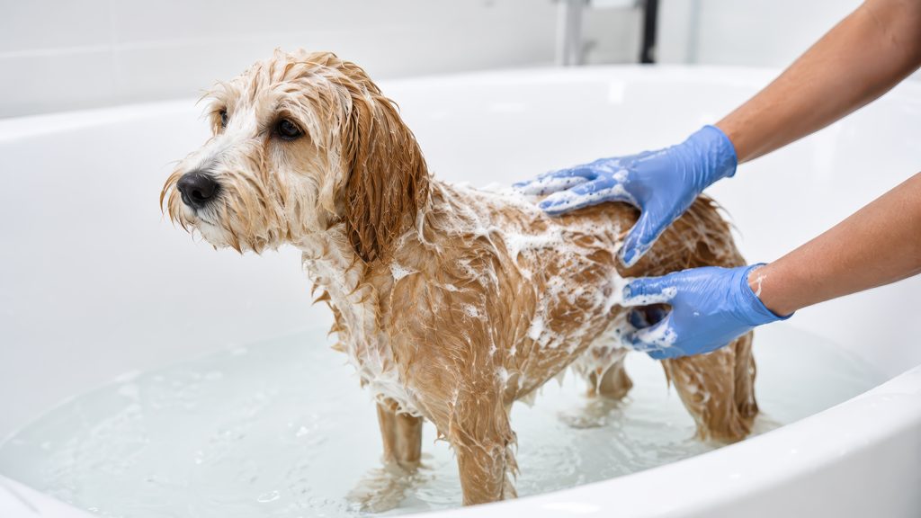 Professional canine bathing procedure with therapeutic shampoo f cat dermatology treatment