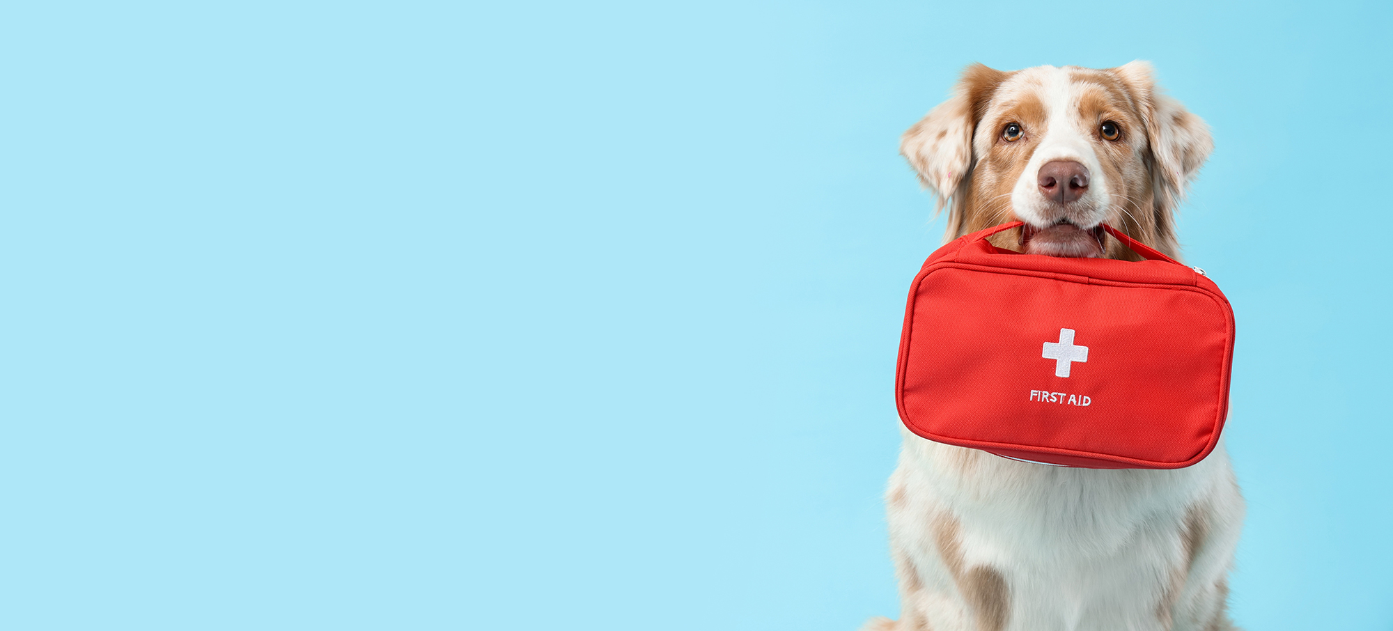 Pet emergencies