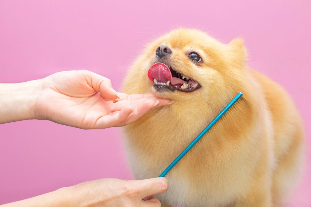 Dog getting combed