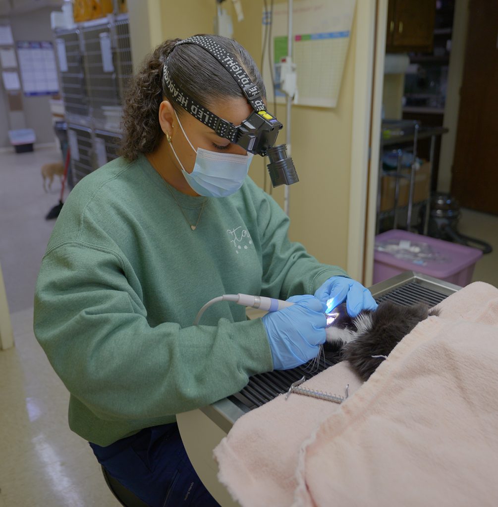 staff cleaning teetth Dog and cat dentistry