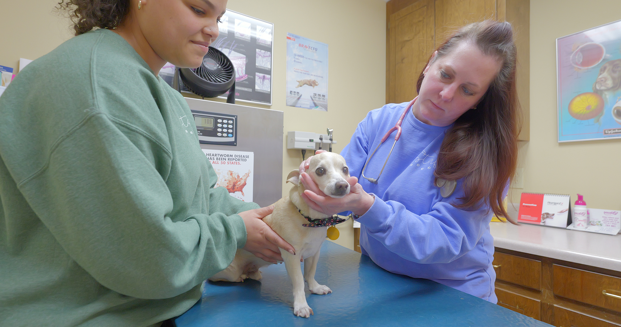 Veterinary dermatology Dr Rice