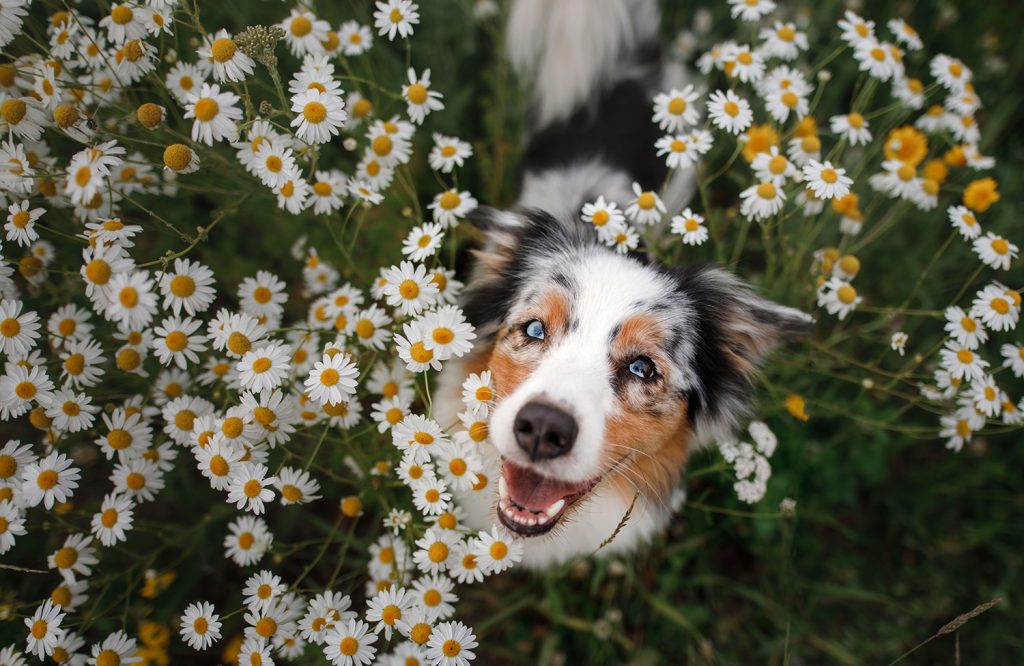 Happy Dog in daisies