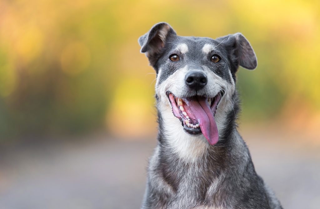 Outdoor dogs are at greater risk for Leptospirosis
