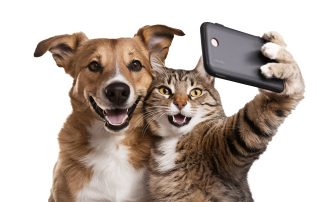 Healthy teeth for dogs and Cats