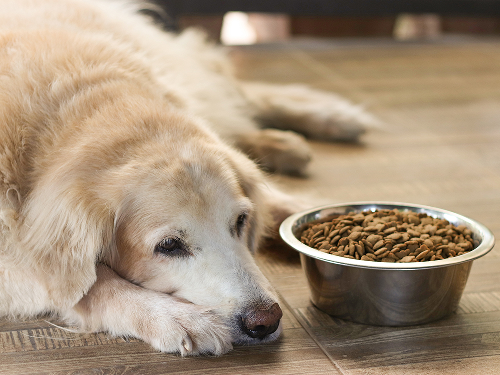 leptospirosis in dogs